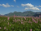 shoot10 102fr (9747 visits) Renouée bistorte shoot10 102fr
