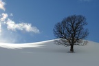 shoot110245fr (10946 visits) Ėrable sycomore en hiver shoot110245fr