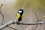 shoot110403fr (10514 visits) shoot110403fr