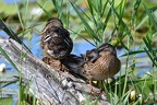 shoot110435fr (9125 visits) shoot110435fr