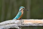 shoot110463fr (8107 visits) shoot110463fr