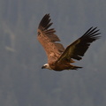 shoot357085fr