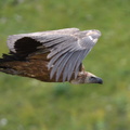 shoot358015fr
