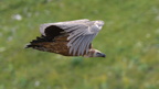 shoot358015fr