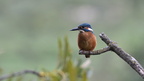 shoot361007fr (4522 visits) Martin-pêcheur ďEurope
Alcedo atthis shoot361007fr