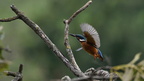shoot361001fr (4567 visits) Martin-pêcheur ďEurope
Alcedo atthis shoot361001fr