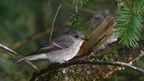 shoot361221fr (4433 visits) Gobemouche gris
Muscicapa striata shoot361221fr