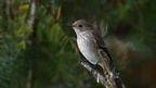 shoot361208fr (4454 visits) Gobemouche gris
Muscicapa striata shoot361208fr