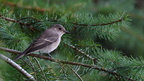 shoot361202fr (4472 visits) Gobemouche gris
Muscicapa striata shoot361202fr