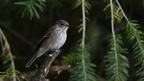 shoot361107fr (4489 visits) Gobemouche gris
Muscicapa striata shoot361107fr