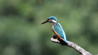 shoot361031fr (4376 visits) Martin-pêcheur ďEurope
Alcedo atthis shoot361031fr