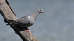 shoot361020fr (4232 visits) Pigeon colombin
Columba oenas shoot361020fr