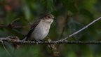 shoot361178fr (4118 visits) Gobemouche noir
Ficedula hypoleuca shoot361178fr