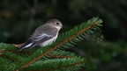 shoot361188fr (4088 visits) Gobemouche noir
Ficedula hypoleuca shoot361188fr