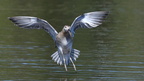 shoot363193fr (4331 visits) Combattant varié
Philomachus pugnax shoot363193fr