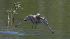 shoot363190fr (4346 visits) Combattant varié
Philomachus pugnax shoot363190fr