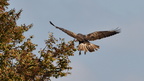 shoot368064fr