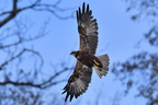 shoot373020fr (4924 visits) Busard des roseaux
Circus aeruginosus shoot373020fr