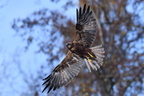 shoot373019fr (4972 visits) Busard des roseaux
Circus aeruginosus shoot373019fr