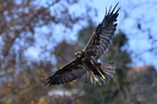 shoot373018fr (5004 visits) Busard des roseaux
Circus aeruginosus shoot373018fr