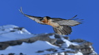 shoot3732094fr (5199 visits) Gypaète barbu
Gypaetus barbatus shoot3732094fr