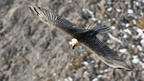 shoot373748fr (4963 visits) Gypaète barbu
Gypaetus barbatus shoot373748fr
