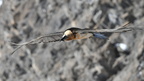 shoot373753fr (4976 visits) Gypaète barbu
Gypaetus barbatus shoot373753fr