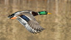 shoot376730fr (4070 visits) Canard colvert
Anas platyrhynchos shoot376730fr