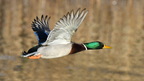 shoot376731fr (4083 visits) Canard colvert
Anas platyrhynchos shoot376731fr