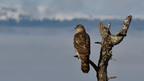 shoot377224fr (4177 visits) Autour des palombes
Accipiter gentilis shoot377224fr