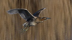 shoot377062fr (4838 visits) Butor étoilé
Botaurus stellaris shoot377062fr