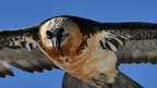 shoot373846fr (4833 visits) Gypaète barbu
Gypaetus barbatus shoot373846fr
