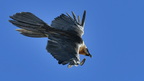 shoot3731070fr (4842 visits) Gypaète barbu
Gypaetus barbatus shoot3731070fr