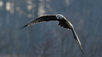shoot381085fr
