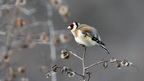 shoot3861976fr (1279 visits) Chardonneret élégant
Carduelis carduelis
(Grèce février 2026) shoot3861976fr