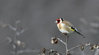 shoot3861978fr (1378 visits) Chardonneret élégant
Carduelis carduelis
(Grèce février 2026) shoot3861978fr