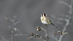 shoot3861980fr (1389 visits) Chardonneret élégant
Carduelis carduelis
(Grèce février 2026) shoot3861980fr