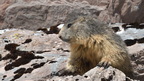 shoot387245fr (484 visits) Marmotte des Alpes
Marmota marmota shoot387245fr