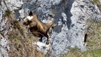 shoot387297fr (508 visits) Chamois
Rupicapra rupicapra shoot387297fr
