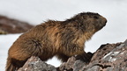 shoot387206fr (476 visits) Marmotte des Alpes
Marmota marmota shoot387206fr