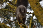 shoot384024fr (531 visits) Écureuil roux
Sciurus Vulgaris shoot384024fr