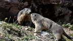 shoot389301fr (259 visits) Marmotte des Alpes
Marmota marmota shoot389301fr