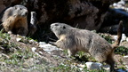 shoot389300fr (276 visits) Marmotte des Alpes
Marmota marmota shoot389300fr