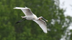shoot3932145fr (65 visits) Spatule blanche
Platalea leucorodia
Grèce mai 2026 shoot3932145fr