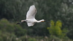 shoot3932147fr (62 visits) Spatule blanche
Platalea leucorodia
Grèce mai 2026 shoot3932147fr