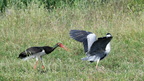 shoot3932276fr (111 visits) Cigogne noire
Ciconia nigra
Grèce mai 2026 shoot3932276fr
