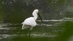 shoot3932440fr (211 visits) Spatule blanche
Platalea leucorodia
Grèce mai 2026 shoot3932440fr