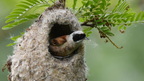 shoot3932703fr (271 visits) Rémiz penduline
Remiz pendulinus
Grèce mai 2026 shoot3932703fr