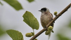 shoot3932708fr (308 visits) Rémiz penduline
Remiz pendulinus
Grèce mai 2026 shoot3932708fr