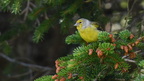 shoot396076fr (704 visits) Venturon montagnard
Carduelis citrinella shoot396076fr